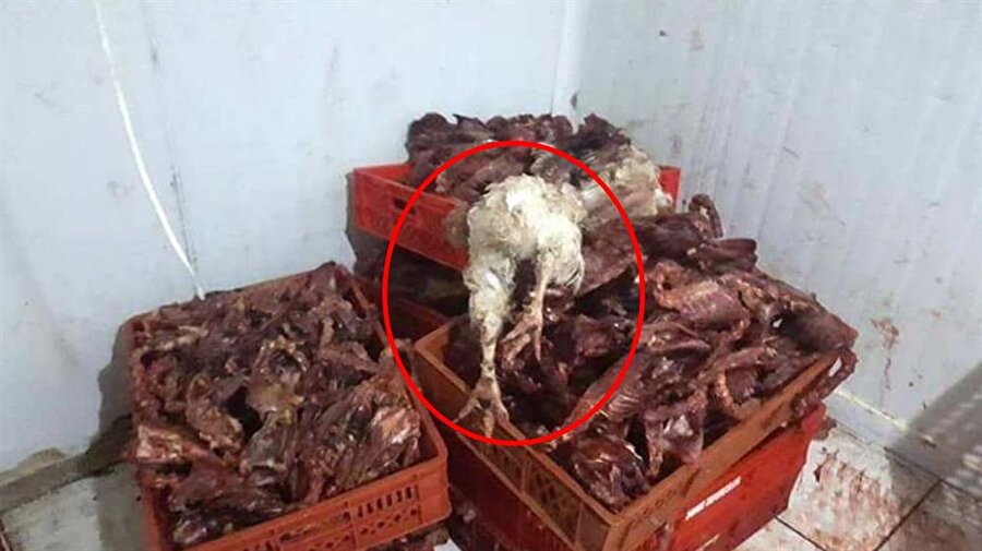 Dükkanda kaçak olarak kesim yapılan küçükbaş, büyükbaş ve tavuk eti bulan ekipler dükkanı mühürleyip Suriyeli sahibine cezai işlem uyguladı.