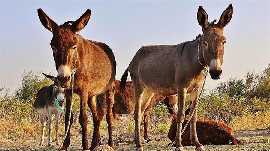 Çin istedi Nijerya'da eşekler kıymete bindi