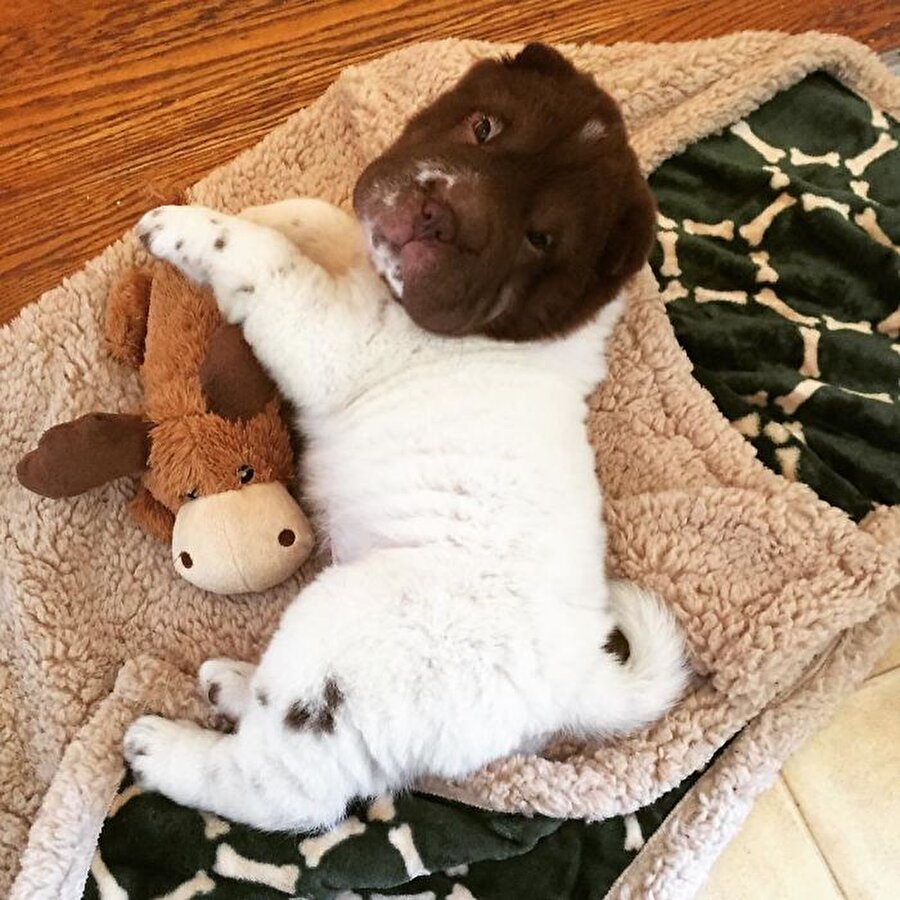 Shar-Pei
Uyku vaktine hazırlanıyor...