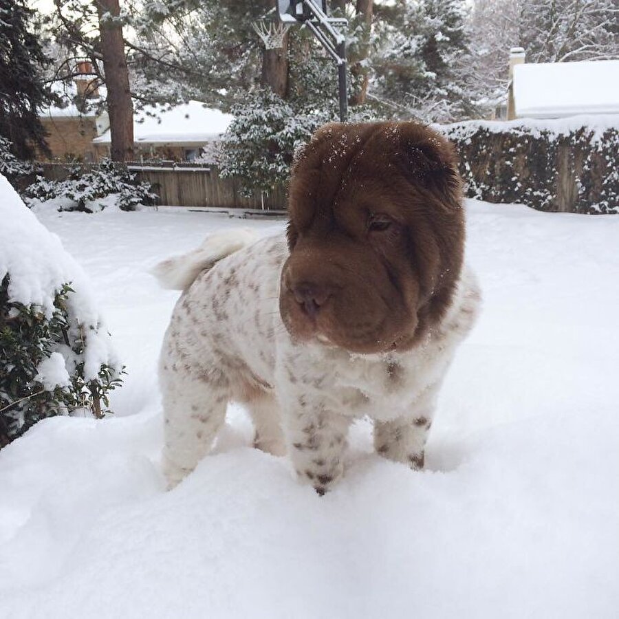 Shar-pei
Benim kar konisi olduğuma yemin ediyorlar!