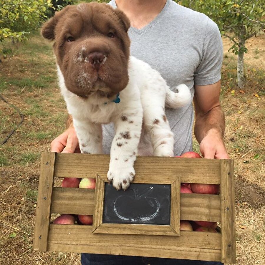 Shar-Pei
Benim bir tehlike olduğumu biliyorlar. Beni görüyorlar ve benden korkuyorlar!