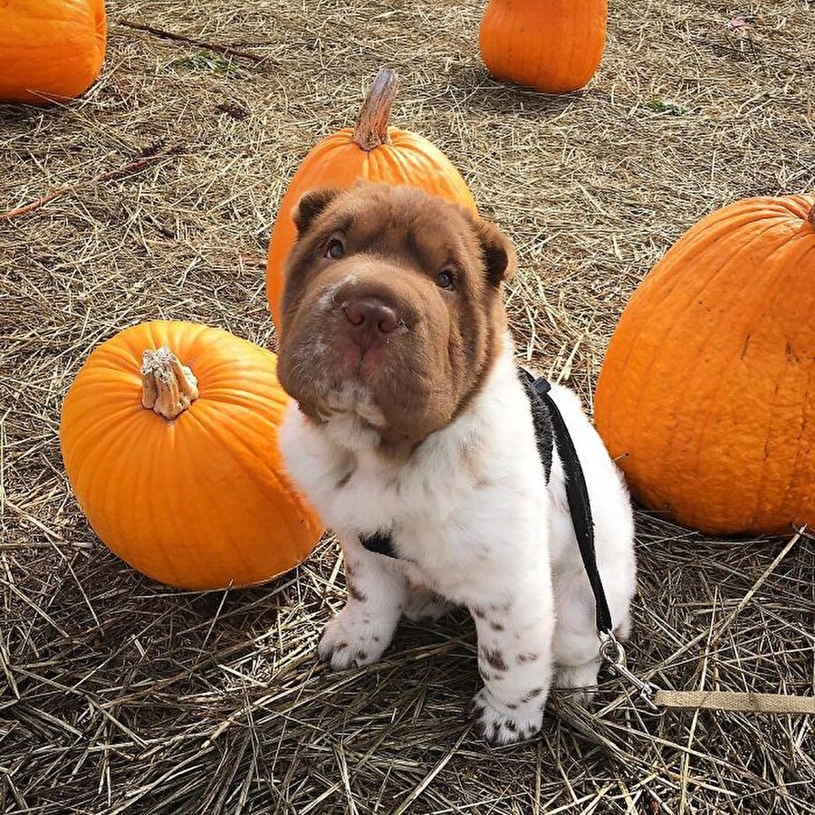 Shar-Pei
İstediğim kadar kabak tatlısı yiyebilir miyim?