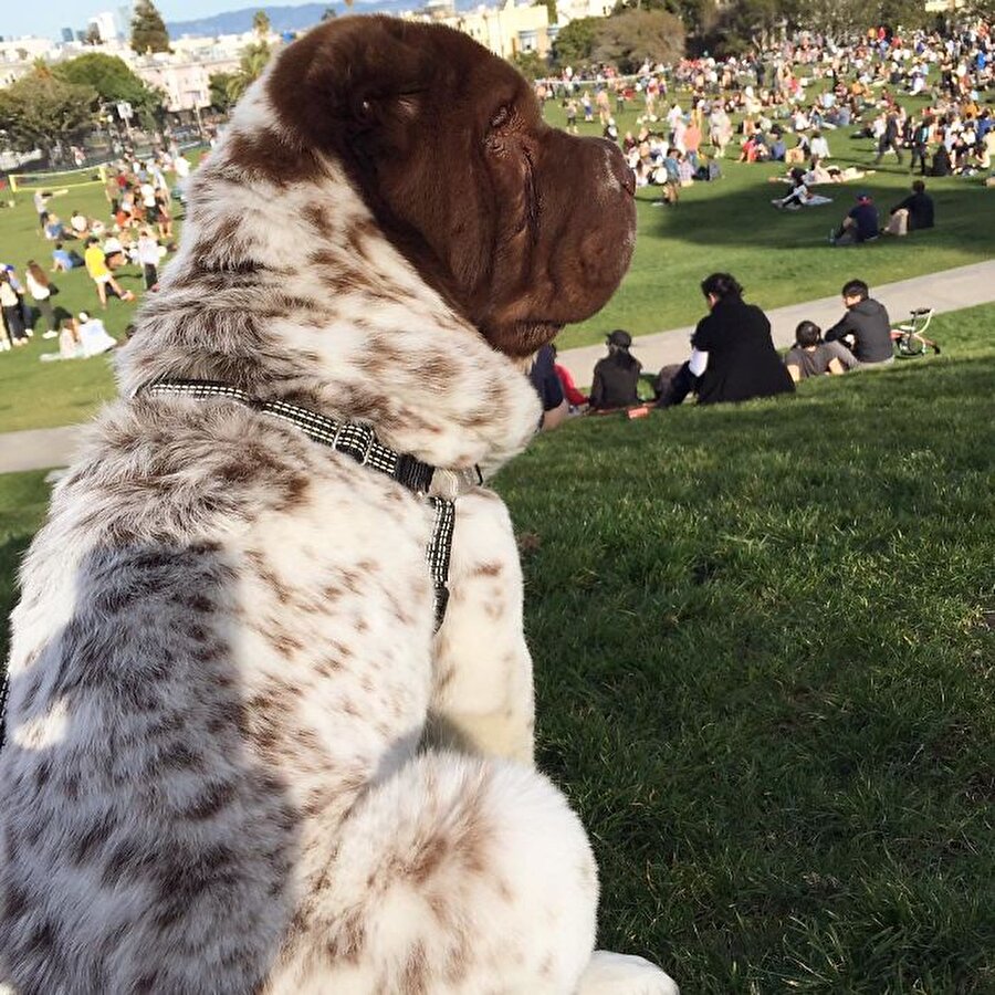 Shar-Pei
Beni bir Fransız kadın gibi çiz...