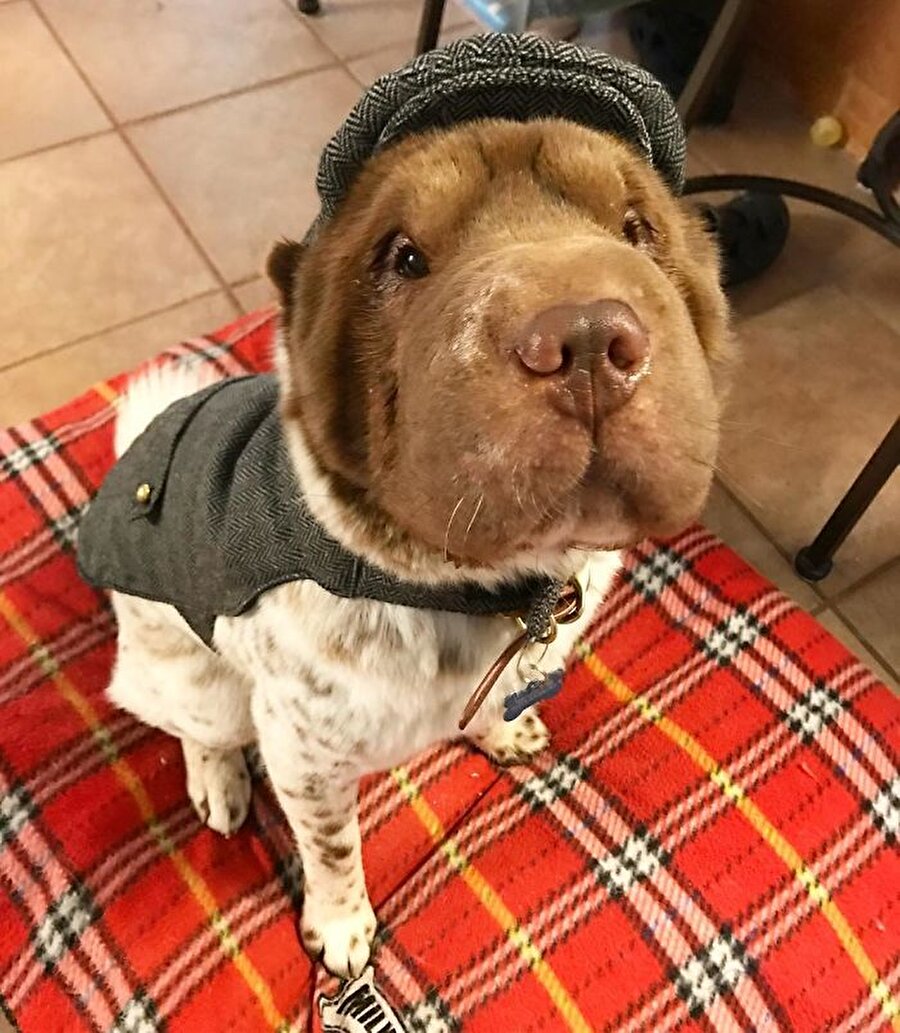 Shar-Pei
Merak etmeyin, dedektif Holmes iş başında!