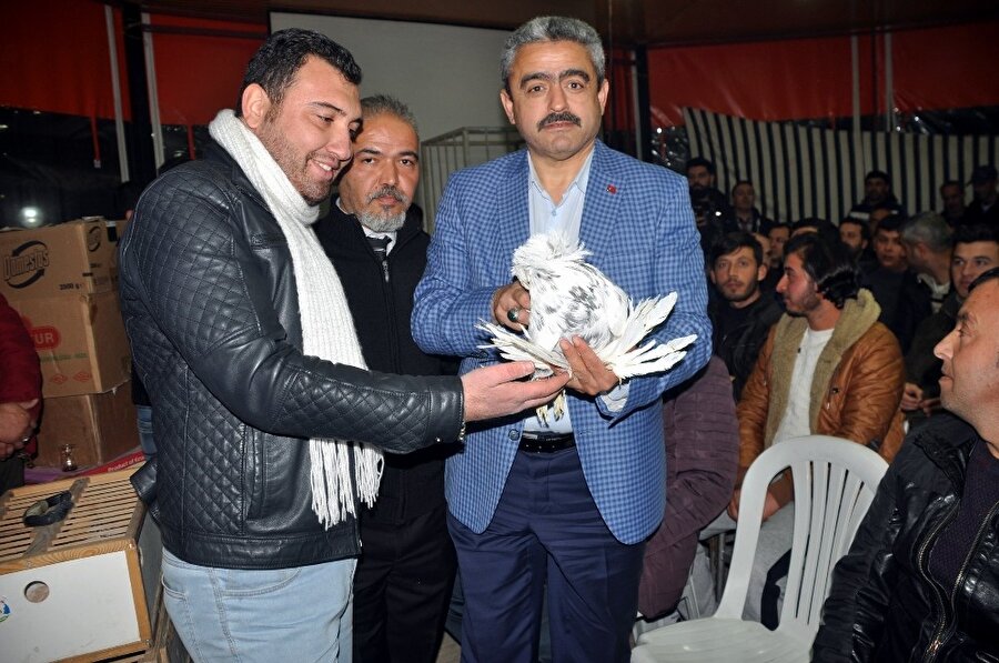 ​80 bin lira verdiler, Safran cinsi güvercini satmadı