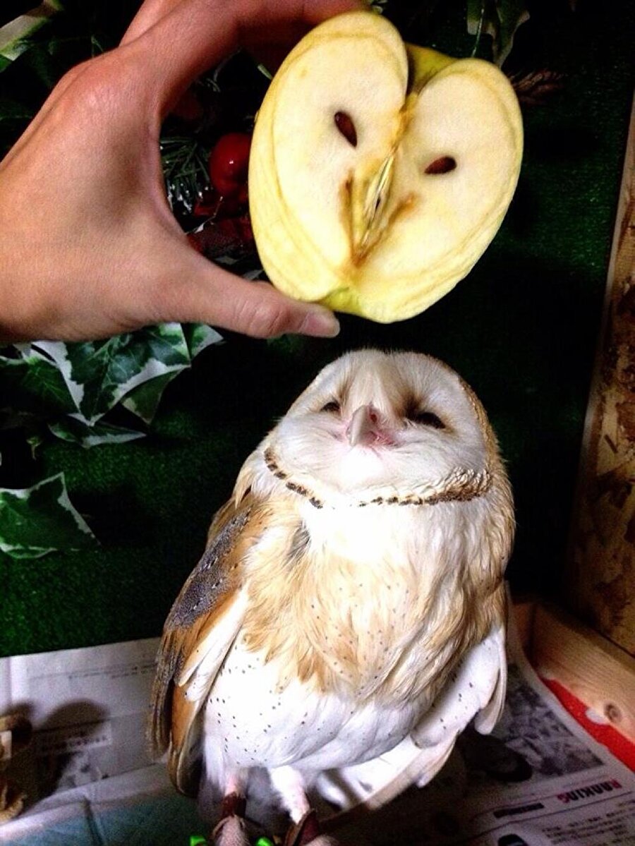 Baykuşa benzeyen elmayla elmaya benzeyen baykuşun fotoğrafı

                                    
                                