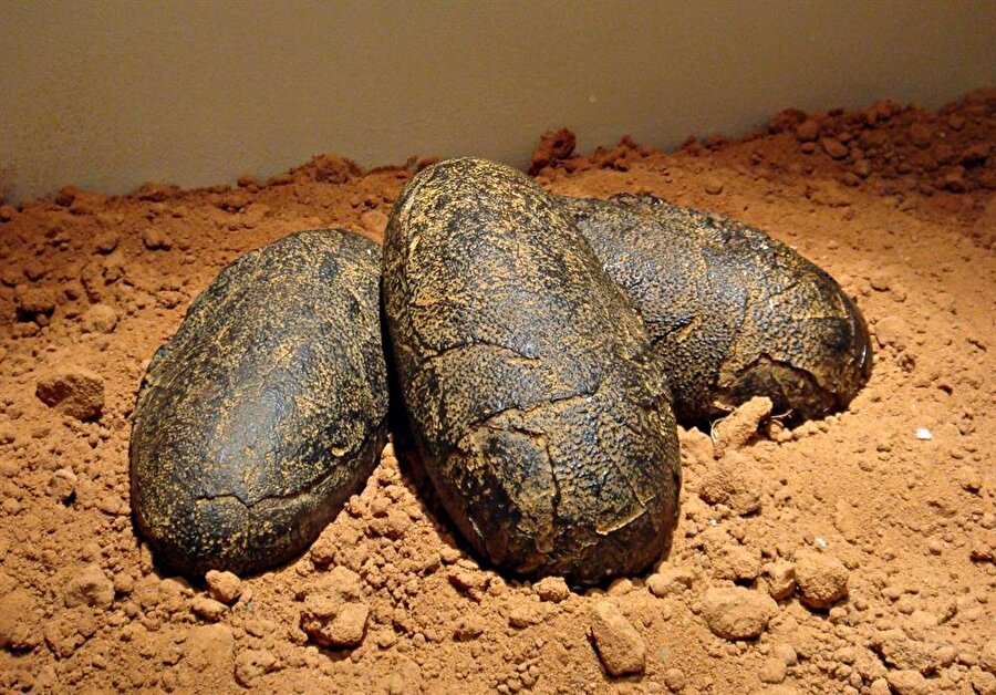 Çin'de dinozor yumurtası bulundu 

                                    
                                    Çin'de temeli atılan okul inşaatı sırasında, Jura çağına ait olduğu belirtilen dinozor yumurtaları bulunduğunun açıklanması şaşkınlığa sebep oldu. 130 milyon yıllık dinozor yumurtalarının bulunduğu alan incelemeye alındı.
                                
                                