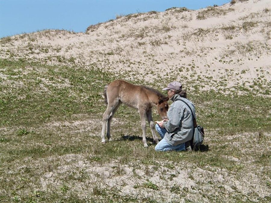Doğa bilimci Zoe Lucas 40 yıldır ıssız adada