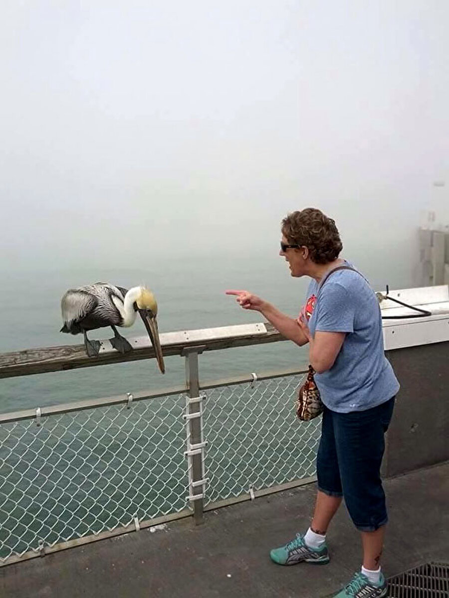 Azar işiten pelikan!

                                    Büyükanne pelikanı nasıl fırçaladıysa, hayvan vicdan yapıp boynunu bükmüş.
                                