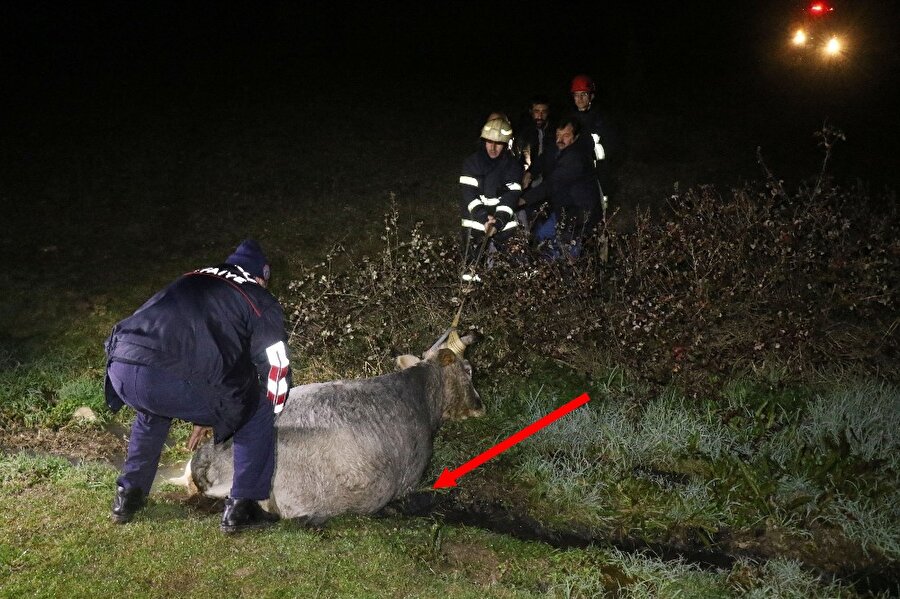 Vatandaşlar gözlerine inanamadı, ineğin yarısı ​yok!