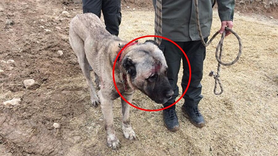 İstihbarat alındı, köpek dövüşünün ortasında baskın yapıldı