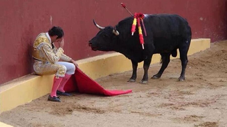 Köşeye sıkışan matadora saldırmayan boğanın ilginç hikayesi