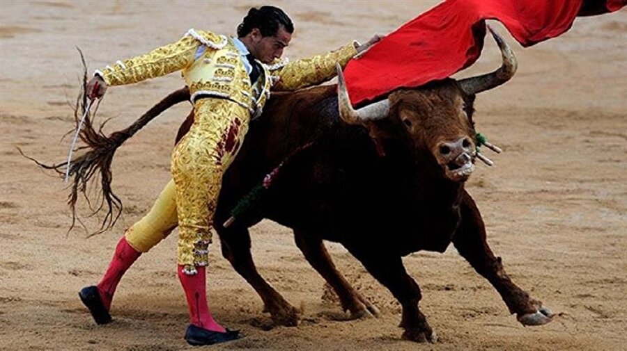 Kariyerini noktalama kararı aldı
Fotoğraftaki “Matador Alvora Munera” bu dövüşten kısa süre sonra kariyerine son verme kararı aldı. Fotoğraftaki gösterinin son anlarına doğru gücünü yitiren ve başı dönen ve nefesi tükenen Alvaro ringin köşesine yıkıldı ve hareketsizce kaldı. Boğanın ona yaklaştığını görünce onun için korkulu sonun yaklaştığını tüm bedeninde hissetti. Ancak boğa ona hiç bir şey yapmadı. Savunma yapmayan adama karşı boğa öylece durdu ve ona bakarak bağırdı!