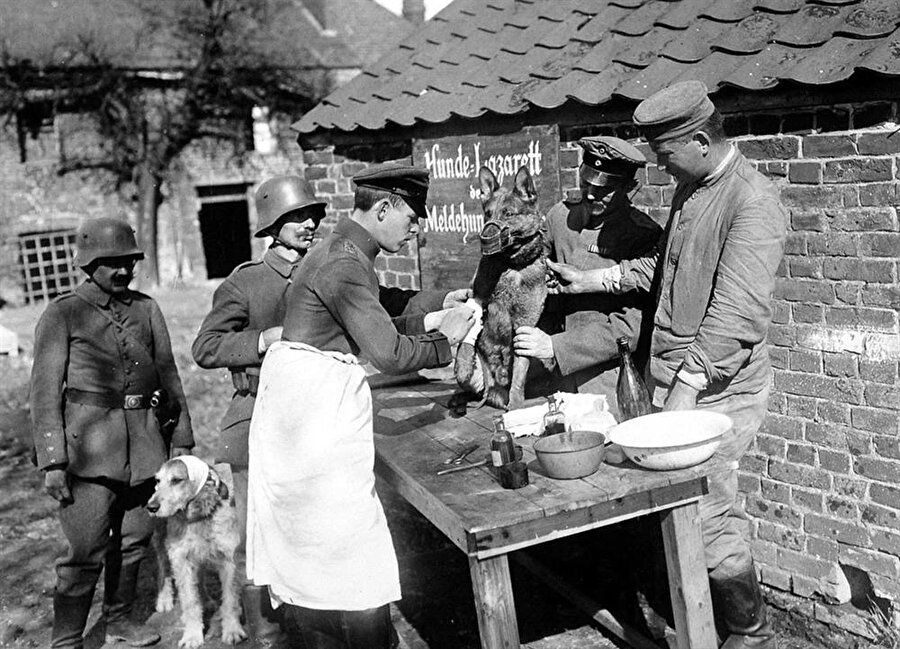 Posta köpekleri tedavi oluyor, yıl 1918.

                                    
                                    
                                
                                