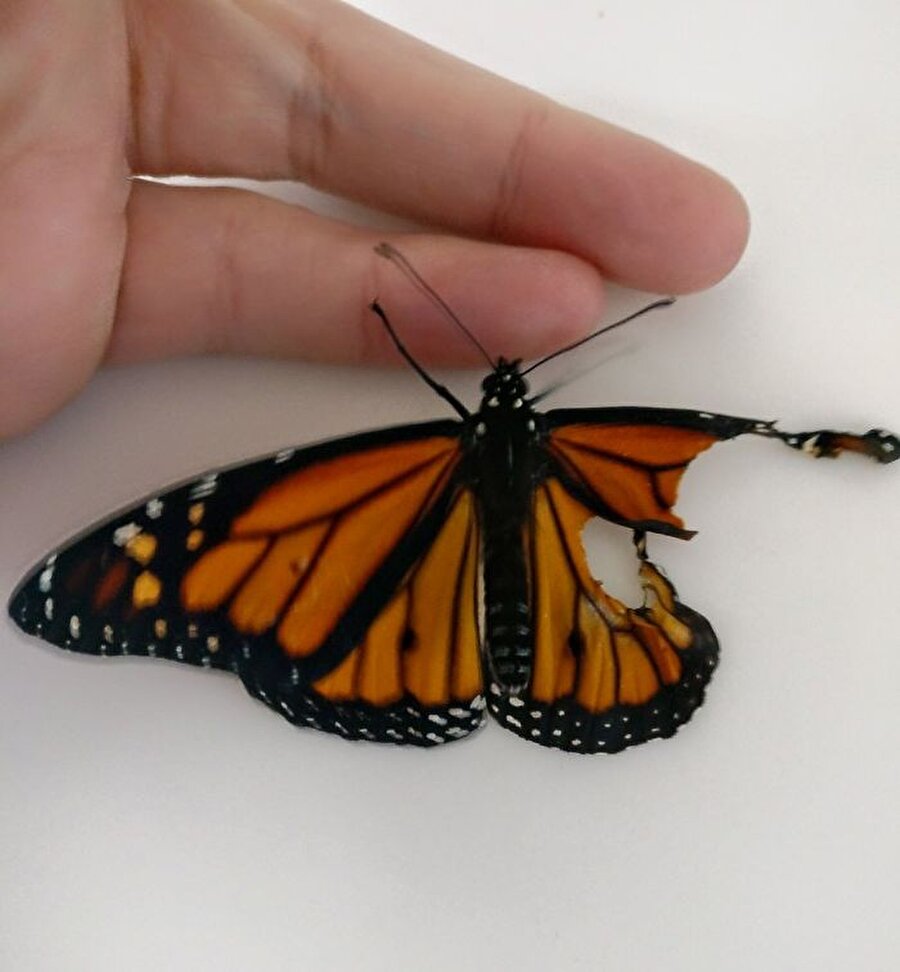 Kostüm tasarımcısı Romy McCloskey, bir gün aksilik yaşamış bir Kral kelebeğine denk geldi. Kelebeğin kanatlarından birisinin parçalanmış olduğunu gören McCloskey bu duruma kayıtsız kalamadı. 
