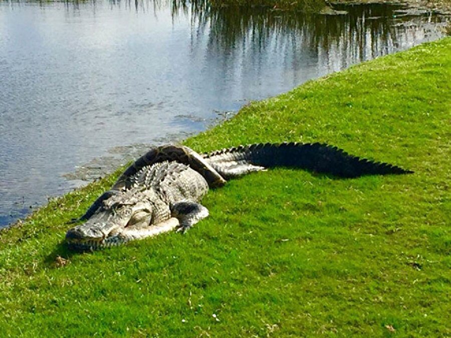 Golf sahasında burma piton ve timsahın ölüm-kalım savaşı