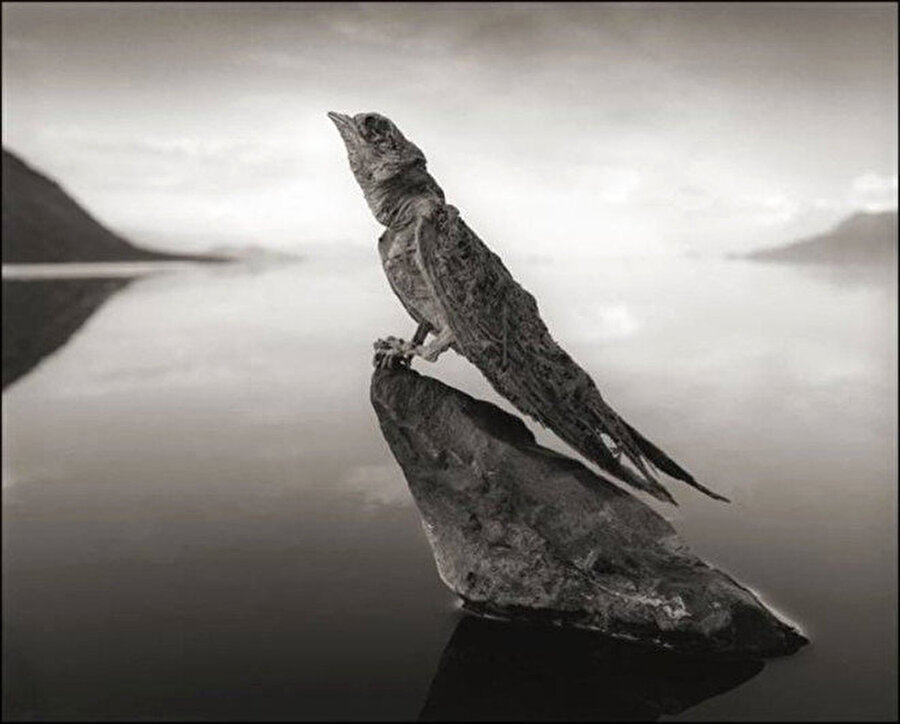 Natron Gölü'ndeki bu inanılmaz doğa olayını fark edip fotoğraflayan ise Nick Brandt.
