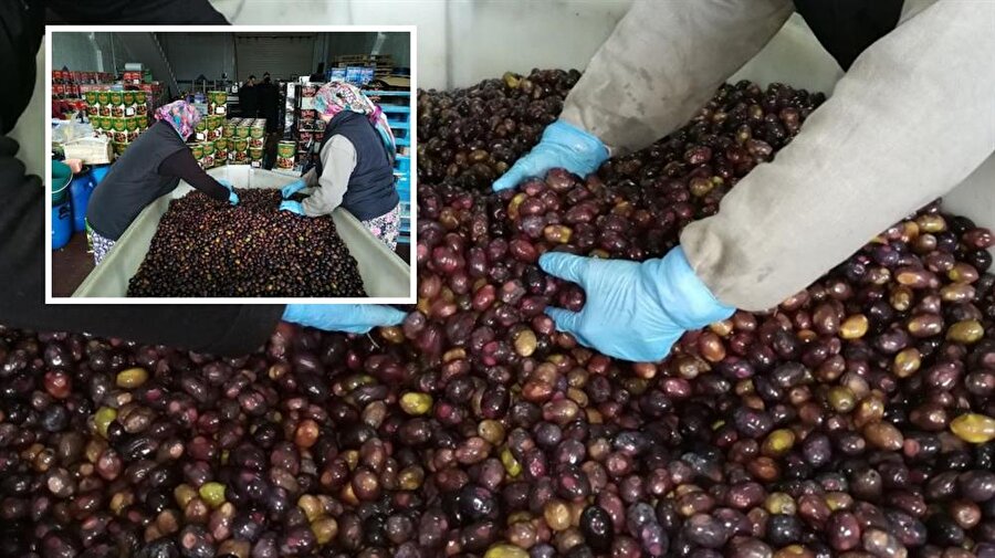 Büyük olma özelliği bulunan 'eşek zeytini', İznik’in Dereköy, Hisardere ve Elbeyli ovasında sayılı çiftçiler tarafından yetiştiriliyor.