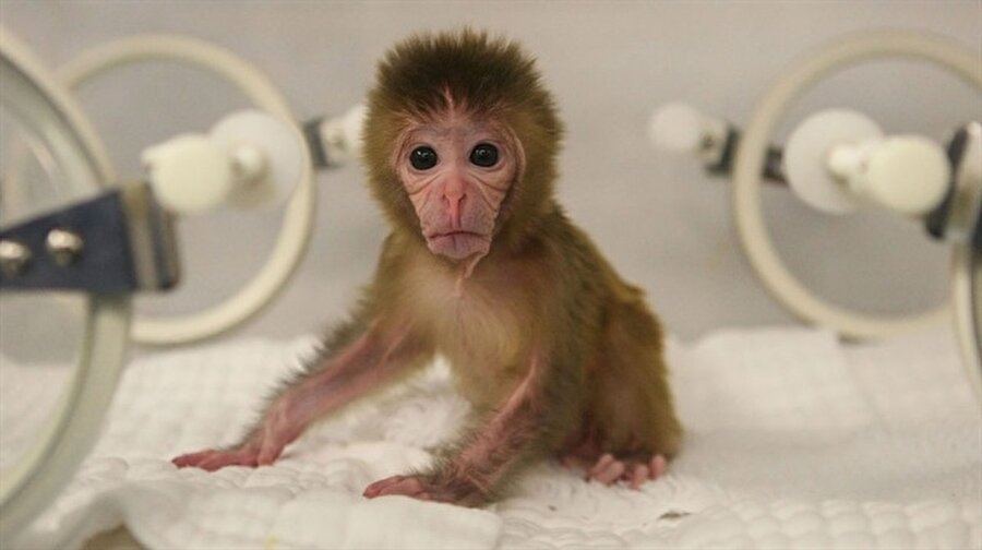 Çinli bilim insanları, koyun Dolly yöntemiyle maymun klonladı

                                    İskoçya’da 1996 yapılan klon koyun Dolly ile aynı yöntemin kullanıldığı belirtilen çalışmada, Somatik Hücre Nükleer Transferi (SCNT) metodunun kullanıldığı kaydedildi. Çin Bilimleri Akademisine (CAS) bağlı bir araştırma merkezinde bilim insanları, Hua hua ve Cong cong adlı uzun kuyruklu iki makak maymununu klonlamayı başardı.
                                