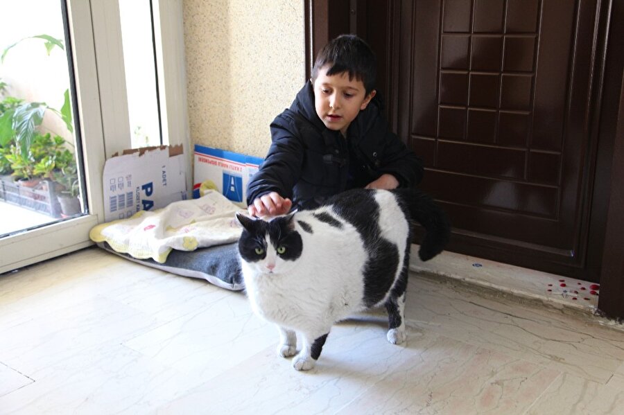 Mahalleli, 18 kiloluk kedi Tombalak’ı zayıflatmak için seferber oldu
