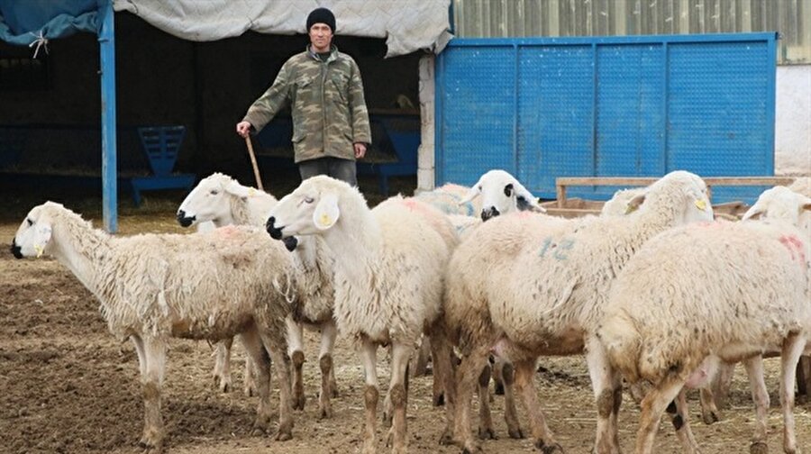 Türkiye çoban ithal etmeye başladı!
Hayvancılık sektörünü olumsuz etkileyen sebeplerden olan çoban sıkıntısı Afgan çobanlar sayesinde kısmende olsa çözüldü. 4 bin TL maaş artı sigorta ile yerli çoban bulamayan üreticiler Afganistanlı çobanlarla çalışıyor. Üreticilerin istekleri ise bu işi yapan Afgan kökenli çobanların çalışma izinlerinin düzenlenmesi.