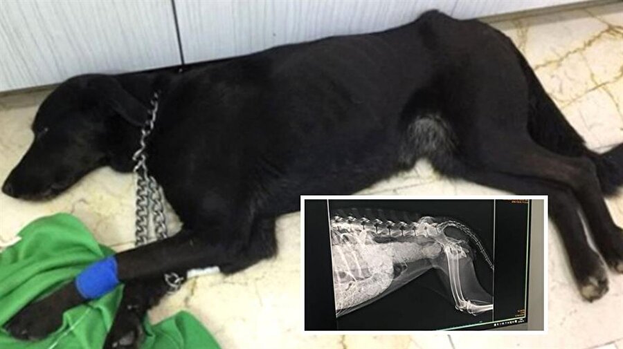 İstanbul�da köpeğe inanılmaz işkence