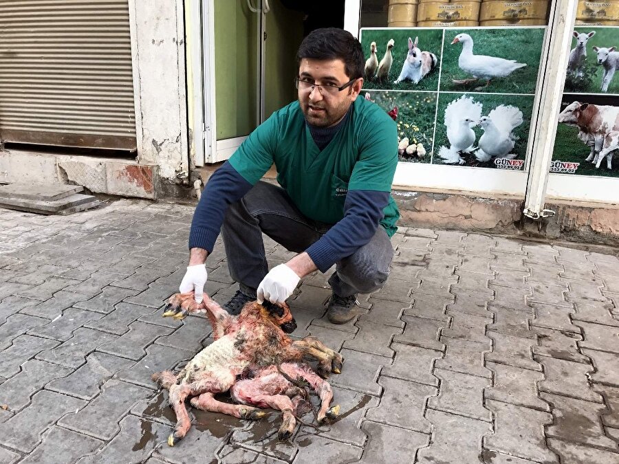 Görenler gözlerine inanamadı: 8 ayaklı doğdu