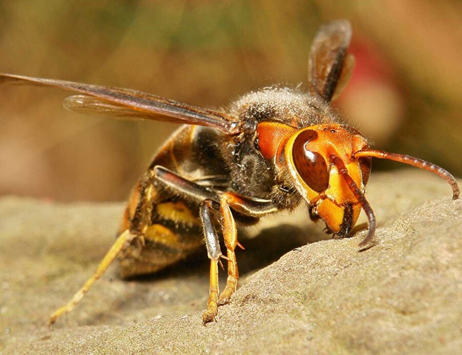 Japon Eşek Arısı

                                    
                                    
                                    Dünya üzerinde görülmüş en büyük arı olan Japon Eşek Arısı kanatları ve gözleriyle korku saçıyor. 6 santimetre genişliğindeki kanatları onu hem çok hızlı hem de çok tehlikeli yaparken fotoğrafı bile görenleri ürkütmeye yetiyor. 
                                
                                
                                