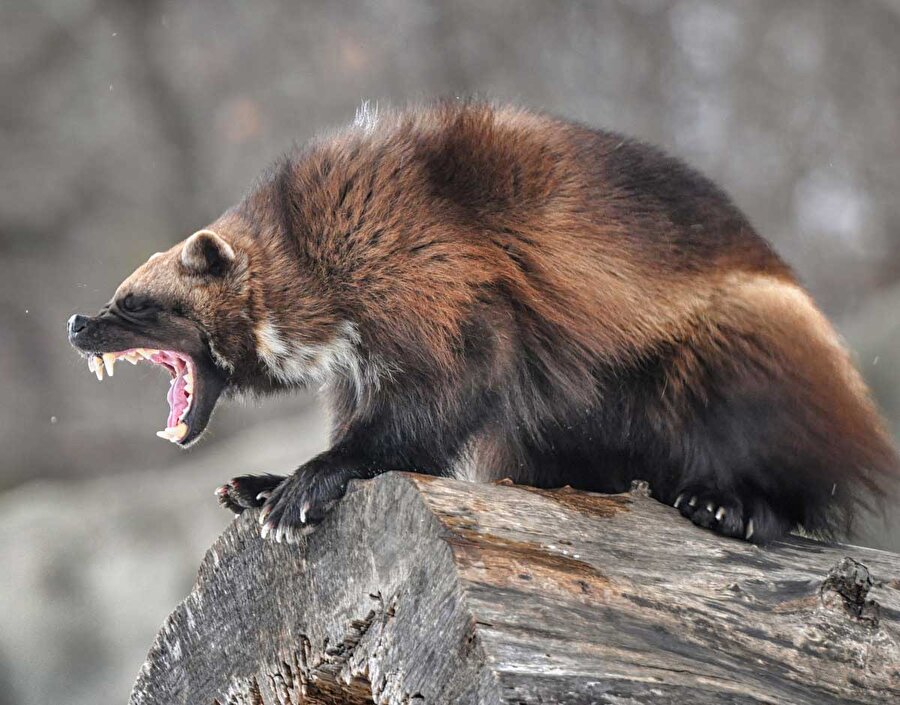 Kutup Porsuğu

                                    
                                    
                                    
                                    “Wolverine” lakabıyla nam salan bu hayvan oburluğuyla dikkat çekiyor. Etçil memeli sınıfı içerisinde hem köpeksi dişleri hem de ayımsı pençeleriyle korku saçabiliyor… 
                                
                                
                                
                                