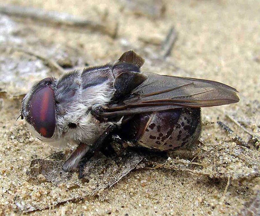 Botfly

                                    
                                    
                                    
                                    Sineğe benzemesiyle dikkat çeken tür, dünyanın en “pis” canlısı olarak sınıflandırılır. Bunun nedeni ise larvalarını insan ve hayvanların deri altlarına bırakması… 
                                
                                
                                
                                