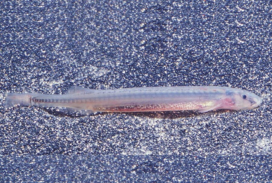 Candiru

                                    
                                    
                                    
                                    Vampir balık namıyla anılan bu canlı, küçük boyuna ters orantılı olacak şekilde oldukça tehlikeli. Kan emmek yöntemiyle beslenen balık, saydam yapıda olduğu için kolayca fark edilemiyor. 
                                
                                
                                
                                