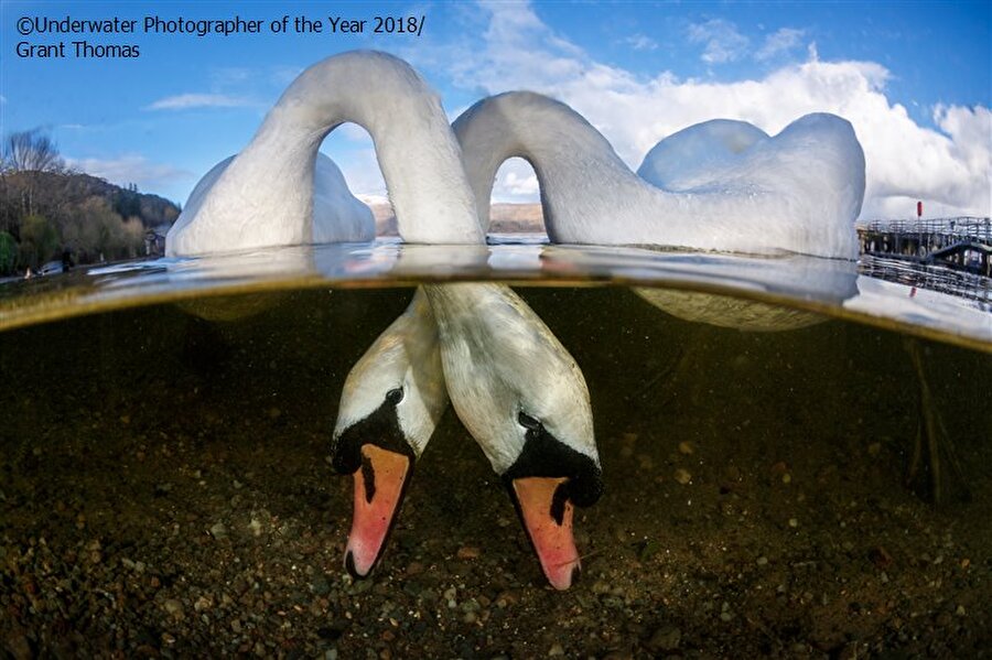 İngiliz fotoğrafçı Grant Thomas'ın çektiği Yılın Su Altı Fotoğrafı: 'Love Birds'

