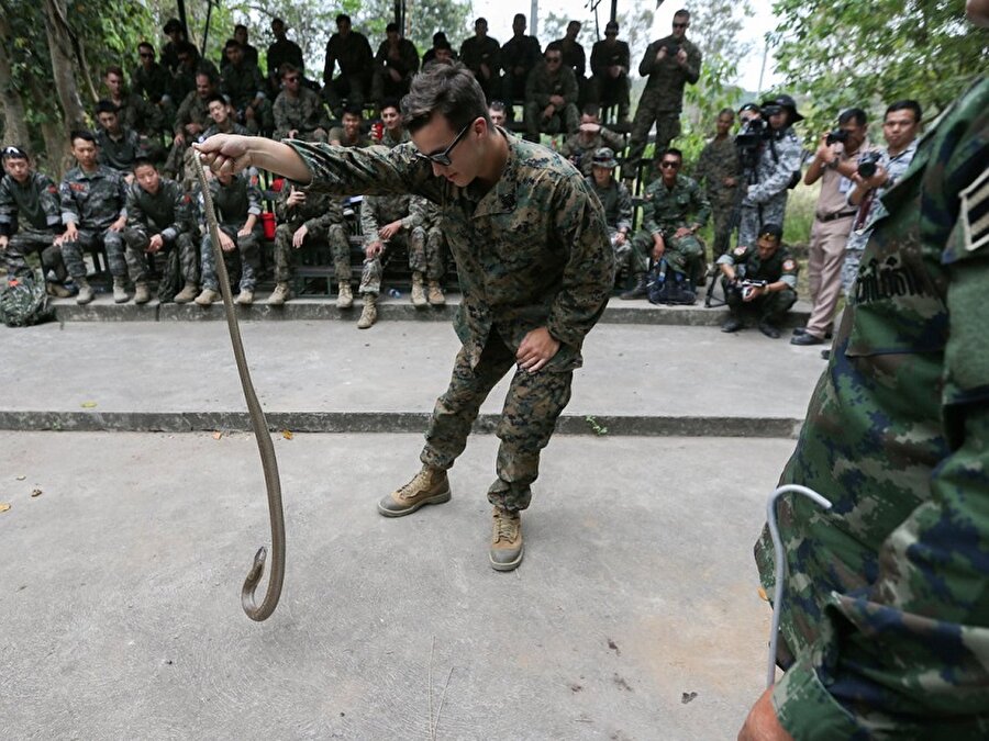 Bu sene yedi ülkeden askerlerin katıldığı tatbikatta 6.800 ABD askerine Tayland askerleri tarafından kobra kanının nasıl içilmesi gerektiğinin eğitimi verildi.
