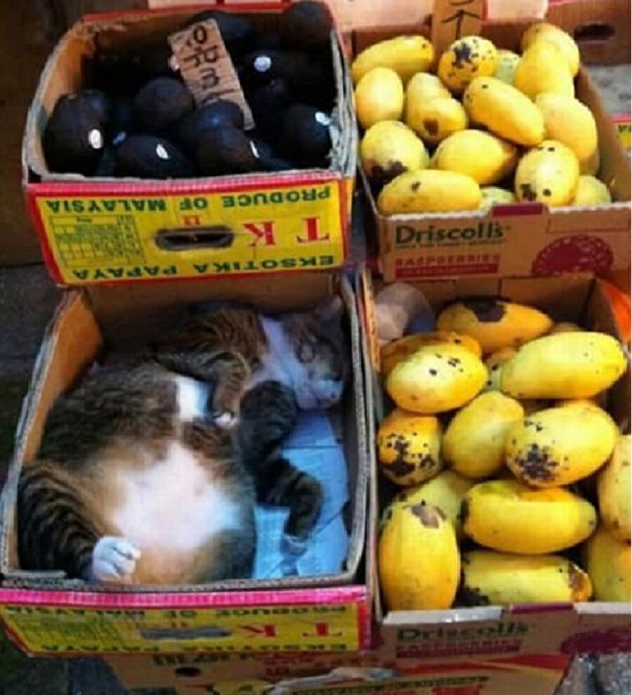 ​Bir kilo mango dört kilo kedi istiyorum