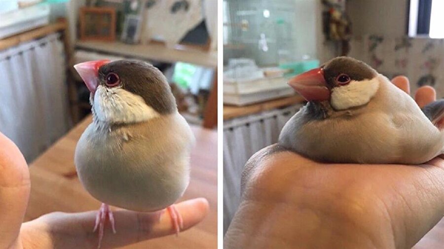 ​Öğrenci evi/Memleket