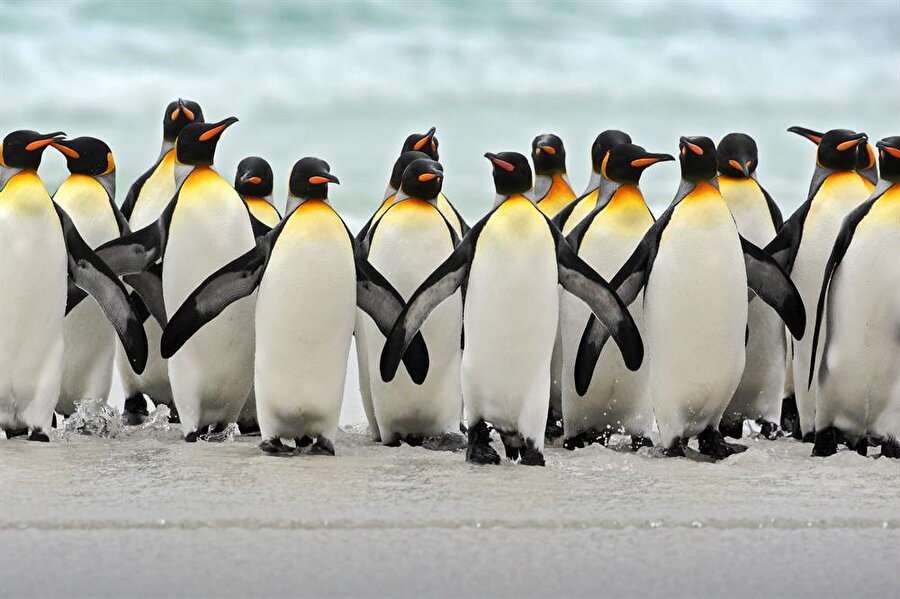 Penguen