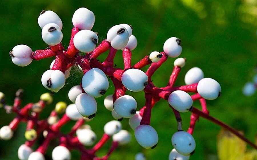 
                                    Bebekgözü Bitkisi (Doll's Eye Plant) Anavatanı Kuzey Amerika olan otsu bitki Ranunculaceae familyasından olup, botanik ismi C.Pachypod’dır. Çok yıllık bitki olup 50 cm. den fazla uzayabilir. İyi drenajlı, tam gölge ve zengin tınlık topraklarda iyi yetişir. Beyaz kısımlarındaki siyah yerlerin yenilmesi halinde ölüme yol açabilir.
                                