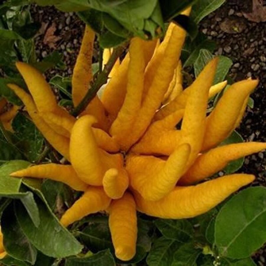 
                                    Buda'nın Eli (Buddha Hands Citron) Bilimsel adı: Citrus Medica Var. Sarcodactylus. Elin parmakları dahil olarak, elden daha büyük meyvesi vardır.Meyvesi tıpkı insan elinin parmakları gibi parçalara bölümlenmiş, çok hoş kokulu bir turunçgil türüdür. Buda'nın eli çalı veya ağaçcık formundadır. Meyvesi dilimlenerek kesilip salatalara katılırsa, çok dekoratif bir görüntü ortaya çıkar. Buda'nın Eli mutluluk, uzun ömür ve iyi şans sembolü olarak kabul edilir.
                                