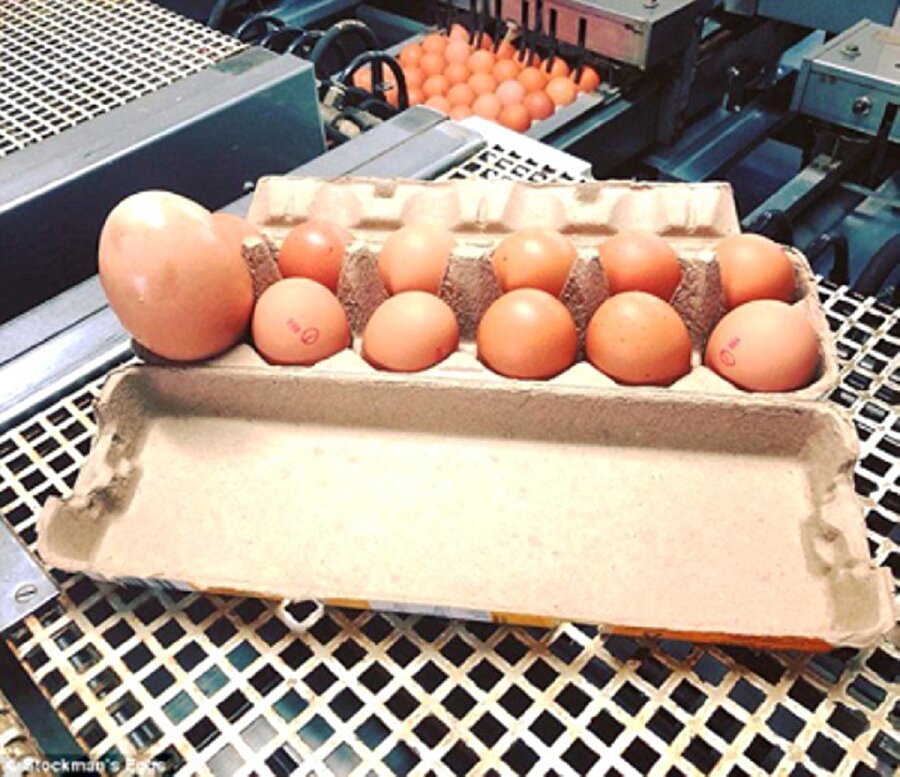 Yumurtaların içine karışmış devasa yumurta