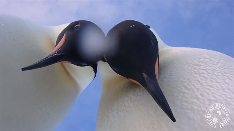 İmparator Penguenler