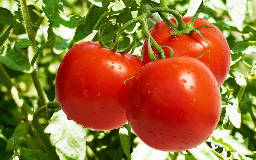 Domates yaprağı ve sapı

                                    
                                    
                                    Birçok problemin çözümüne faydası olan domates zararlı olmasa da domatesin yaprağı ve sapında yer alan alkali zehirler ölümcül olabiliyor…
                                
                                
                                