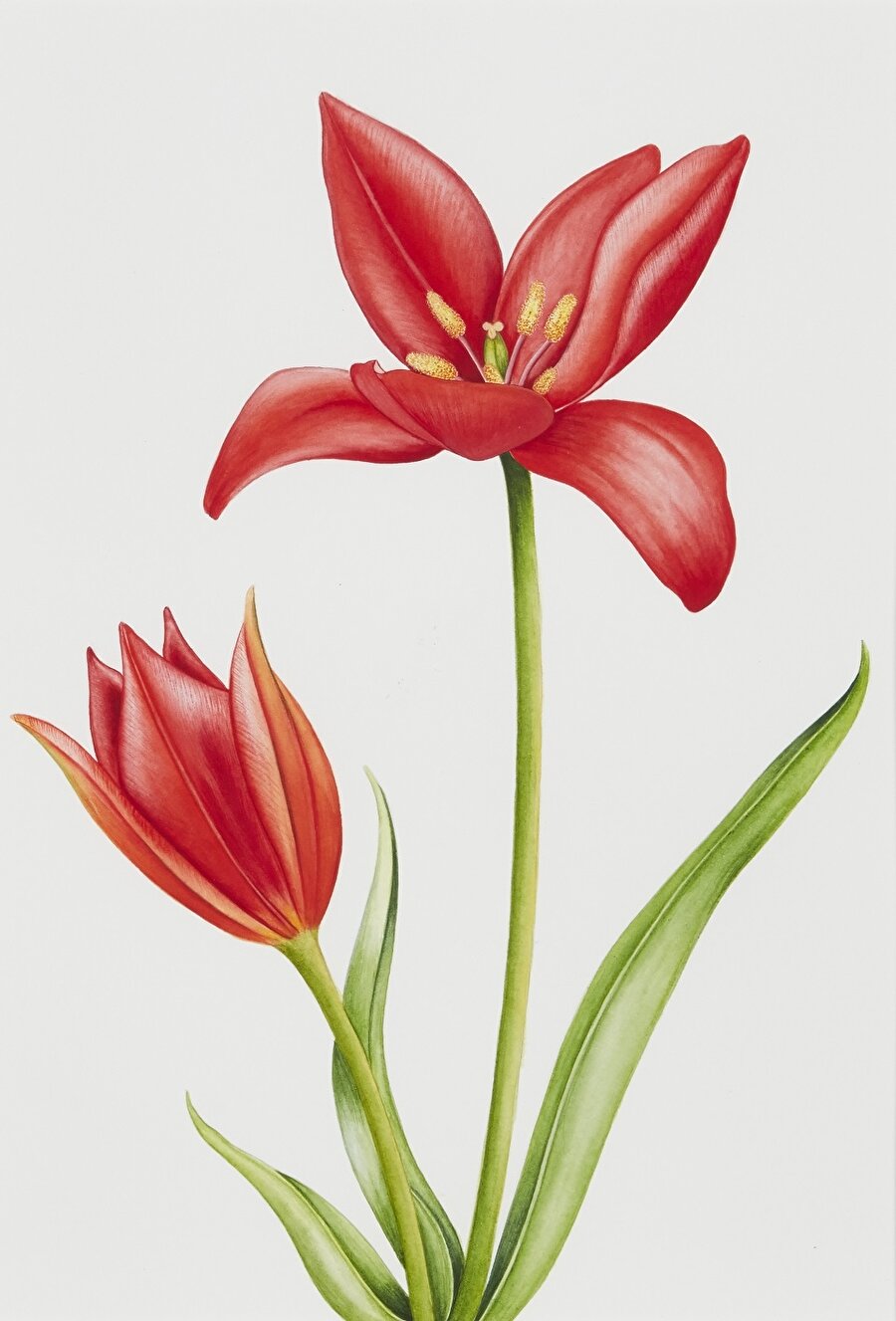 Çiçeğin her hali
Bir güzelliği ifade ederken “çiçek gibi” tabirini pek sık kullanırız. Varlığın güzellik satırında geniş yer tutan çiçekler, sundukları sonsuz güzellik terkipleriyle insanları bu benzetmeye adeta mecbur eder. Bu yüzden hem kendi gerçek varlıklarıyla hem de bu güzelliği daha da çoğaltma arzusundaki sanatkârların çizdikleri suretleriyle çiçekler, hayatımızın her yerindeler.
Hem çiçek yetiştiriciliğinde hem de çiçek ressamlığı konusunda çok parlak devirler yaşanan medeniyetimizin gelenekli sanatlarında çiçek açmayan tek bir saha yok diyebiliriz. Kur’an-ı Kerim süslemelerinden, çinilere, divan sayfalarından cami içindeki sütunlara, muazzam abidelerden mezar taşlarına kadar her yer çiçekle bezenmiştir. Topkapı sarayının yemiş odasında üçyüz yıldır solmayan natüralist üslupta çizilen çiçekler ya da Karamemi’nin tılsımlı elinden çıkıp Muhibbî divanına kokusunu salan stilize çiçekler, şükûfenâmelerde tomurcuklanıp bilimsel bitki ressamlarının elinde boy verenler… Bu çağın sanatçılarının geçmişi ve geleneği koklayarak yaptıkları çiçekli eserler, çiçeğin her hâli, Yeditepe Bienali’nde.
Bu Temada Yer Alan Sanatçılar: Ahmet Sacit Açıkgözoğlu, Emel Nurhan Ogan, Firdevs Çalkanoğlu, Gülsen Bilgin, Hülya Korkmaz, Mamure Öz, Safiye Morçay, Uğur Taşatan, Zehra Çekin, Endemik Çiçekler Grubu.