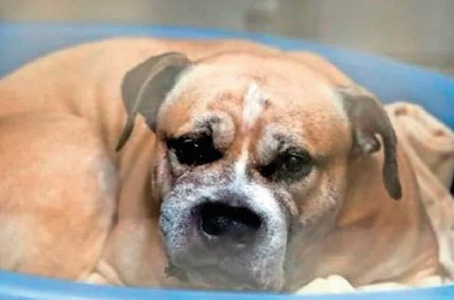 Chico adındaki köpek Almanya’yı karıştırdı.