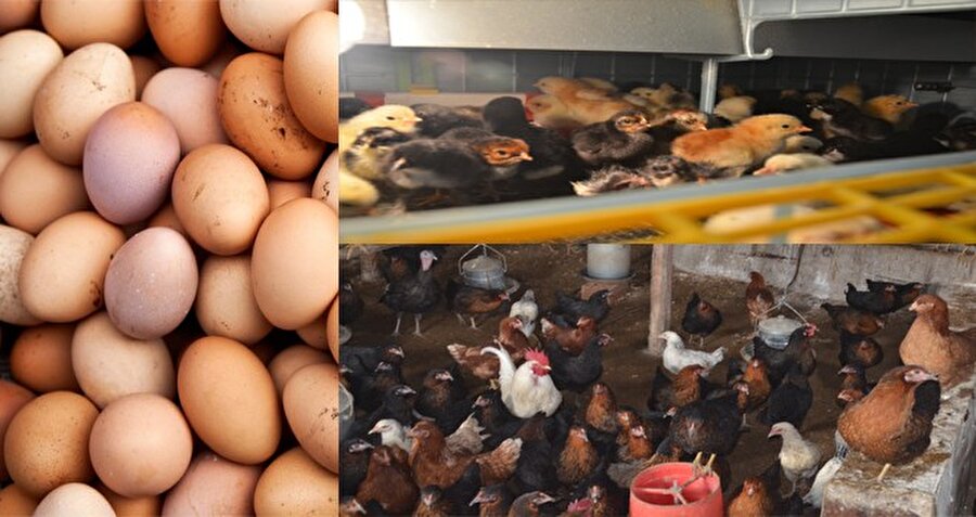 Yumurtaya "organik" ya da "serbest gezen tavuk" gibi yetiştirme metodunun damgalanması uygulaması pazartesi gününden itibaren başlayacak.
