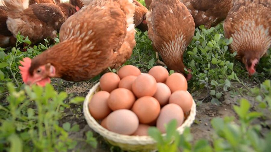İşletmeler açısından tanınan geçiş süreci 16 Nisan'da dolacak. Pazartesi gününden itibaren market raflarında yer alacak yumurtalarda yetiştirme metodu kodu yer alacak.
