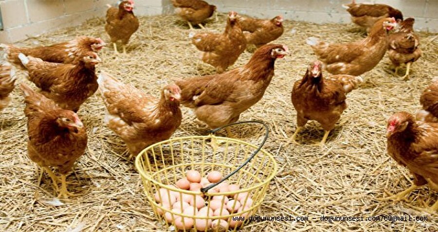 Yumurta yetiştiriciliği 4 grup altında toplanırken, yetiştirme metodu kodu, işletme ve kümes numarası önüne belirlenen rakamlarla kodlanacak.
