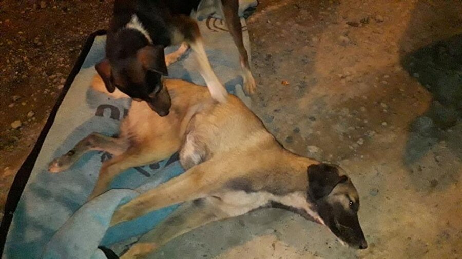 Araba çarpan köpek