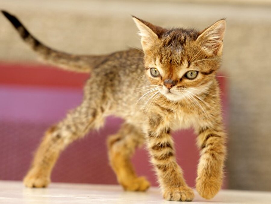 
                                    
                                    
                                    Down sendromlu kedi Otto. Türkiye’de doğmuştu ama ne yazık ki iki aylıkken hayatını kaybetti.
                                
                                
                                