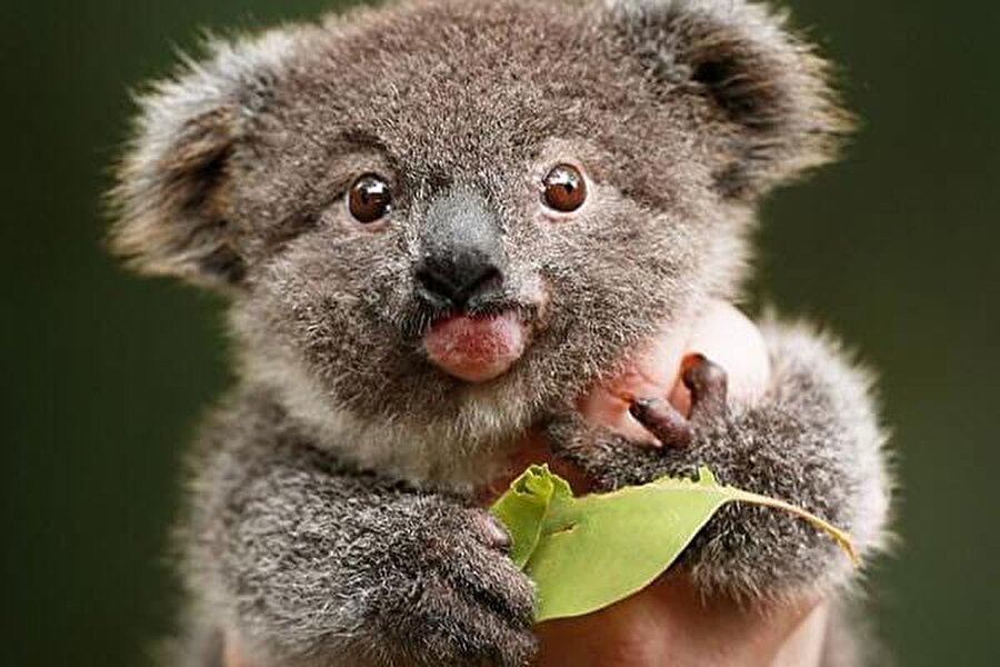 
                                    
                                    
                                    Koala
                                
                                
                                