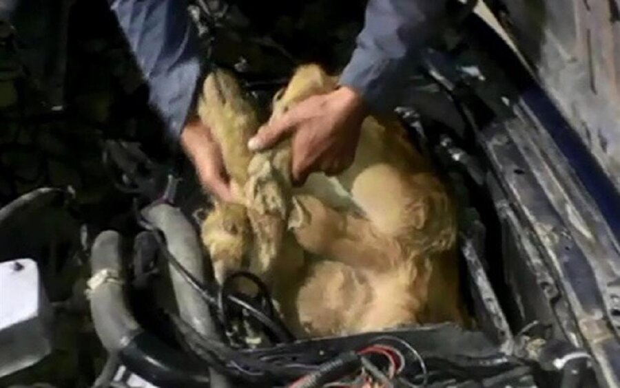 Ardahan'daki Türkgözü Gümrük Kapısı'nda bir otomobilin motorunda yurda sokulmaya çalışılan iki dana ele geçirildi.